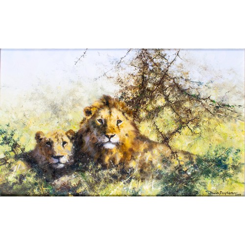 445 - David Shepherd (British 1931-2017)Two Lions2000Oil on canvasSigned and dated 'David Shepherd 2000' l... 