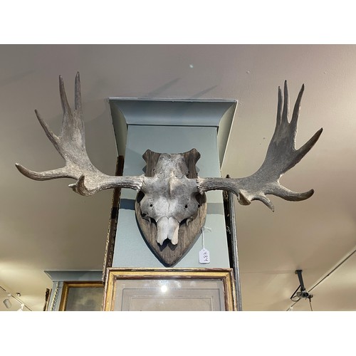 484 - A hunting trophy of a moose