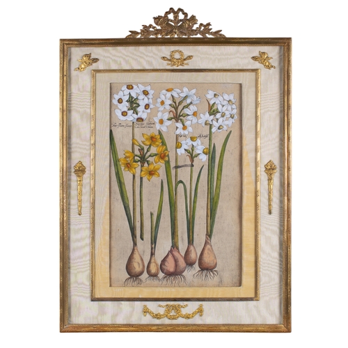 373 - British18th CenturyA pair of botanical hand coloured engravings of Narcissus flowersWatercolour and ... 