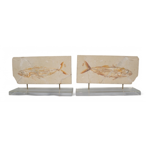 603 - Upper Cretaceous periodA pair of fossilised Euteleostey mounted on perspex standsProperty of a noble... 