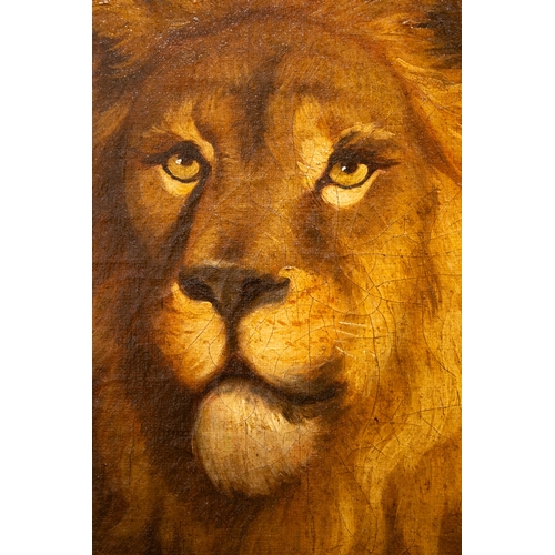 403 - Martin Ferdinand Quadal (Austrian, 1736-1811)A LionOil on canvasDimensions:(Frame) 39 in (H) x 49 in... 