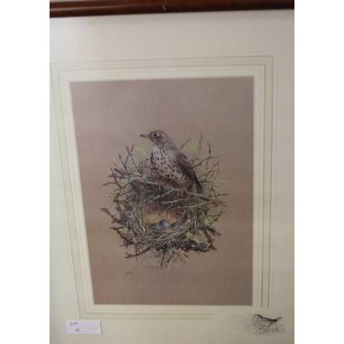 25 - Framed and Mounted Print of a Thrush and Nest