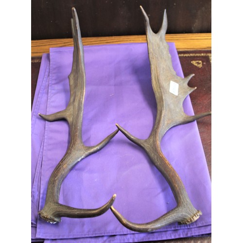 227 - A Pair of Deer Antlers