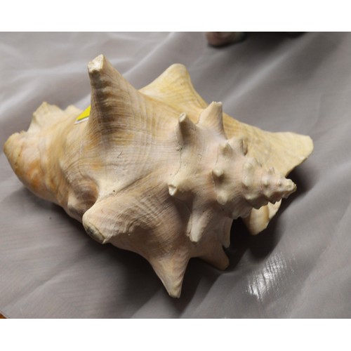 126 - Conch Shell - with Chips to High Points