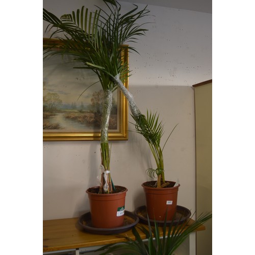 172 - Two Large Areca Palms in a Plastic Container