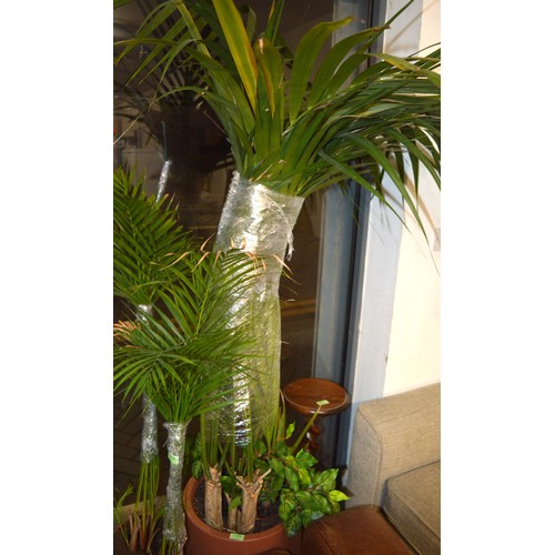 175 - A Giant Palm Tree in a Terra Cotta effect Planter