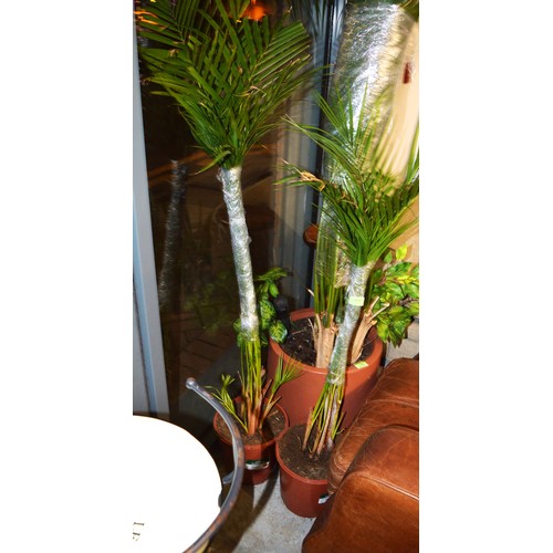 173 - Two Areca Palms in plastic Containers