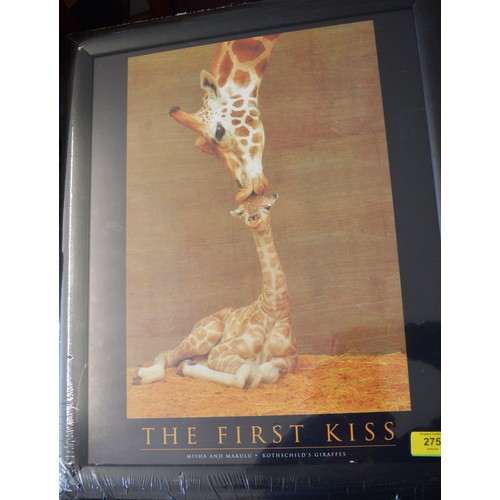 275 - Framed and Under Glass Photographic Print of Giraffes 