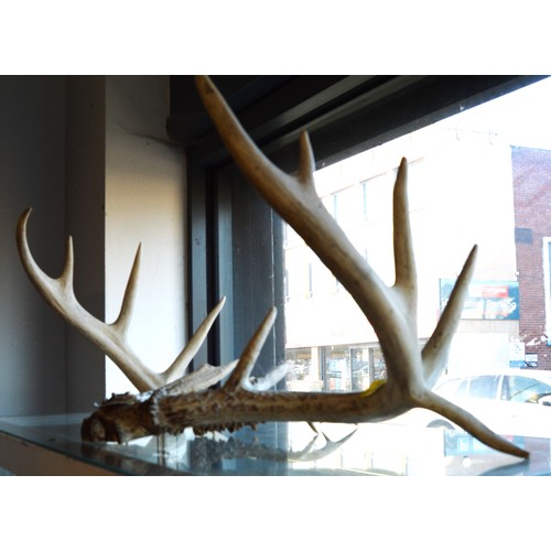 Set of Young Stag Antlers (Fourteen Point)