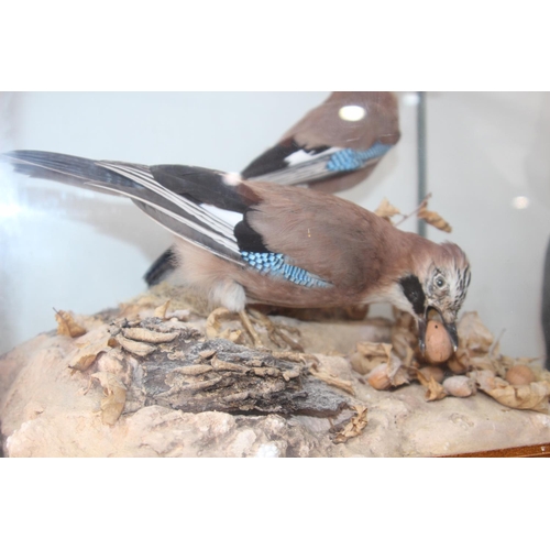 187 - PAIR OF TAXIDERMY JAYS\
GLASS BROKEN ON TOP