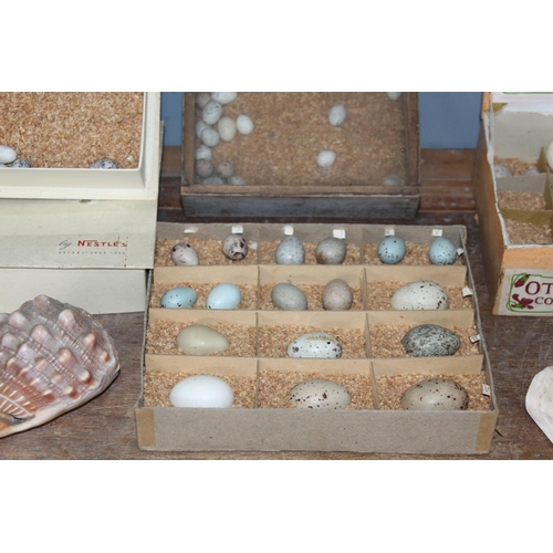 192 - BOX OF SEA SHELLS ETC