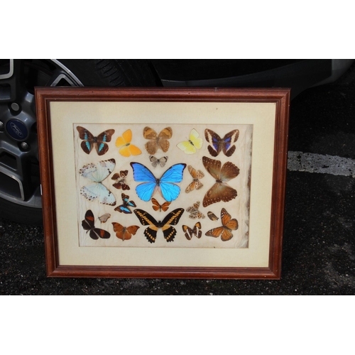 84 - VINTAGE COLLECTION OF BUTTERFLIES
56CM X 47CM