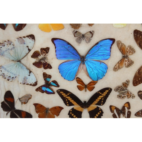 84 - VINTAGE COLLECTION OF BUTTERFLIES
56CM X 47CM