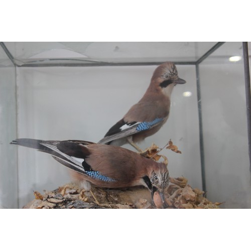 187 - PAIR OF TAXIDERMY JAYS\
GLASS BROKEN ON TOP