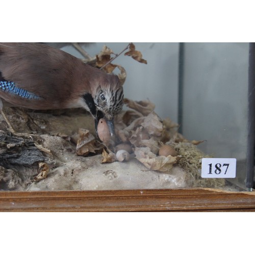 187 - PAIR OF TAXIDERMY JAYS\
GLASS BROKEN ON TOP