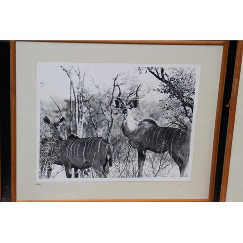 209 - 4 X VINTAGE WILDLIFE PHOTOGRAPHS 
50 X 42CM