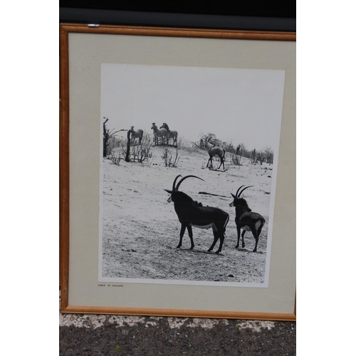 209 - 4 X VINTAGE WILDLIFE PHOTOGRAPHS 
50 X 42CM