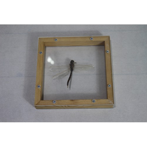 682 - CASED DRAGONFLY
16 X 16CM