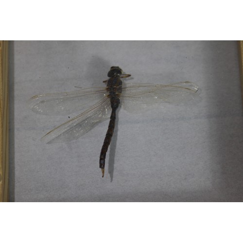 682 - CASED DRAGONFLY
16 X 16CM