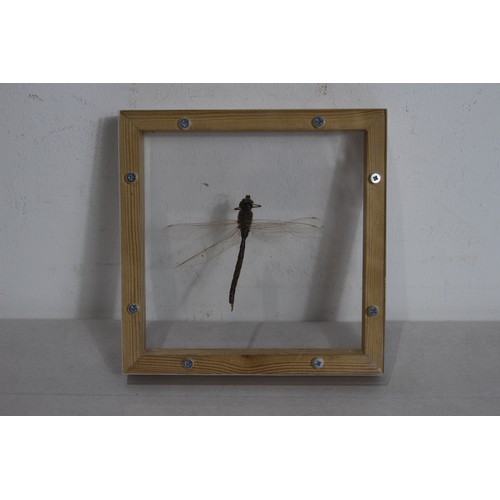 682 - CASED DRAGONFLY
16 X 16CM