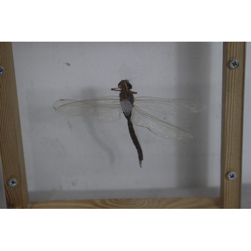 682 - CASED DRAGONFLY
16 X 16CM