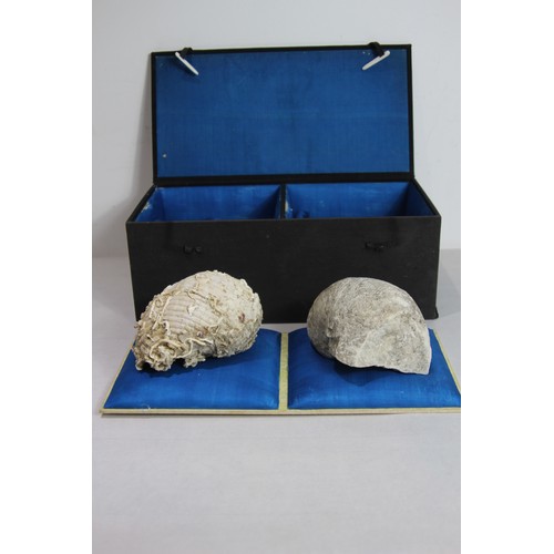 683 - VINTAGE FOSSILLED SHELL AND SHELL
BOX MEASURES 41 X 21CM