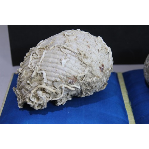 683 - VINTAGE FOSSILLED SHELL AND SHELL
BOX MEASURES 41 X 21CM