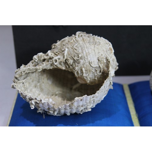 683 - VINTAGE FOSSILLED SHELL AND SHELL
BOX MEASURES 41 X 21CM