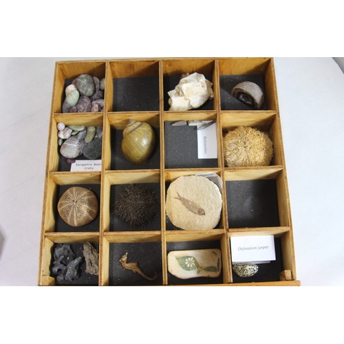 686 - SMALL DRAWERS OF PRE HISTORIC FOSSILS 
BOX IS 41 X 41 X 35CM