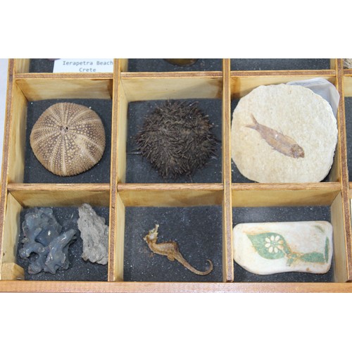 686 - SMALL DRAWERS OF PRE HISTORIC FOSSILS 
BOX IS 41 X 41 X 35CM