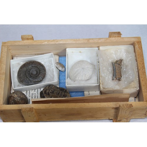 688 - SMALL BOX OF FOSSILS