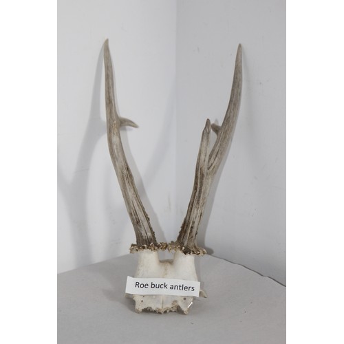 690 - ROEBUCK ANTLERS 
30CM