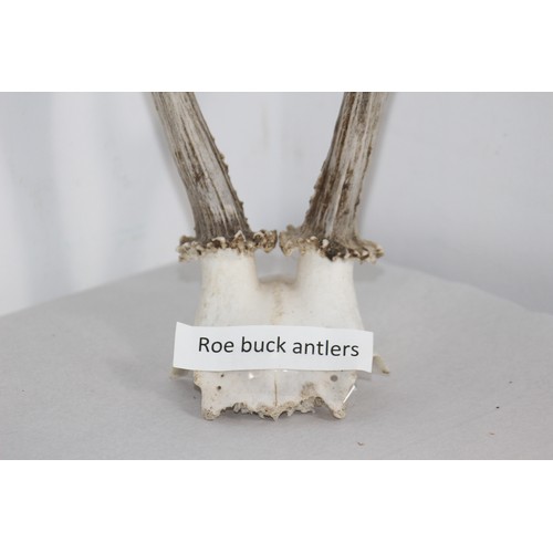 690 - ROEBUCK ANTLERS 
30CM