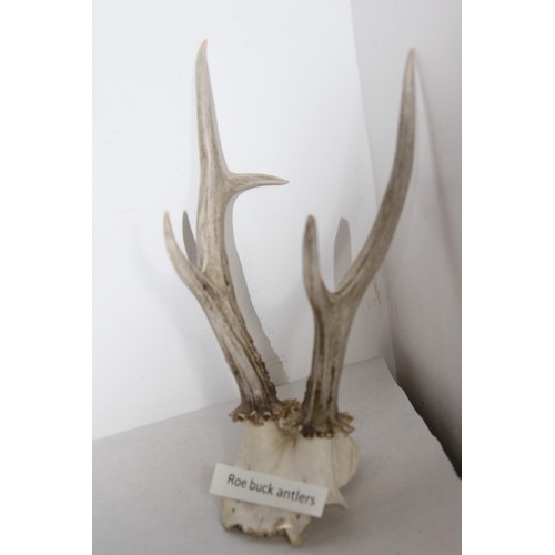 690 - ROEBUCK ANTLERS 
30CM