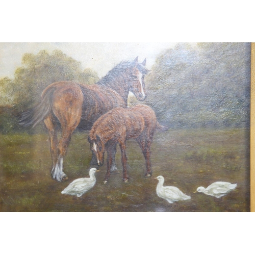 175 - SIGNED OIL ON BOARD HORSE IN FIELD BY FRED WILLIAM
59 X 50CM