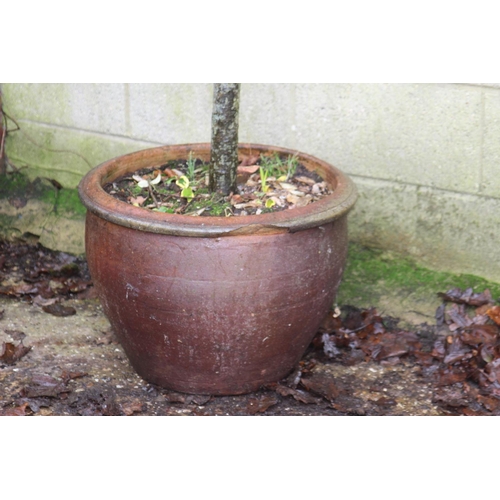 148 - LARGE GARDEN POT WITH TREE 
54 X 42CM