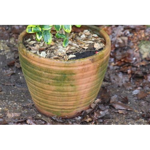 149 - GARDEN POT WITH PLANT 
37 X 31CM