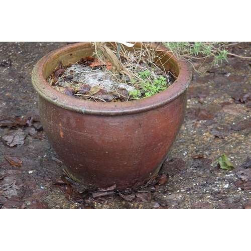 170 - GARDEN POT WITH PLANT
52 X 40CM