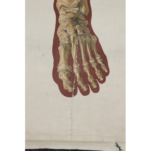 248 - VINTAGE DEUTSCHES - HYGIENE - MUSEUM - DRESDEN MEDICAL POSTER
184 X 85CM