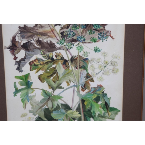 69 - SIGNED WATERCOLOUR STUDY OF FOLIAGE 
73 X 53CM