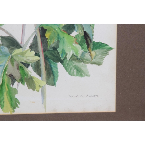 69 - SIGNED WATERCOLOUR STUDY OF FOLIAGE 
73 X 53CM