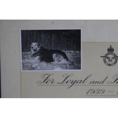 764 - WAR DOG CERTIFICATE