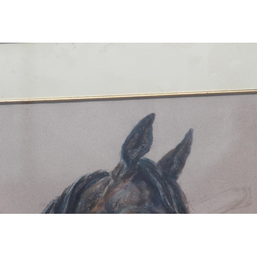 133 - SIGNED PASTEL HORSE PORTRAIT
59 X 70CM