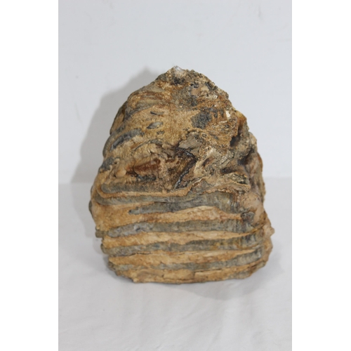 605 - PRE HISTORIC MAMMOTH TOOTH APPROX 2.7KG