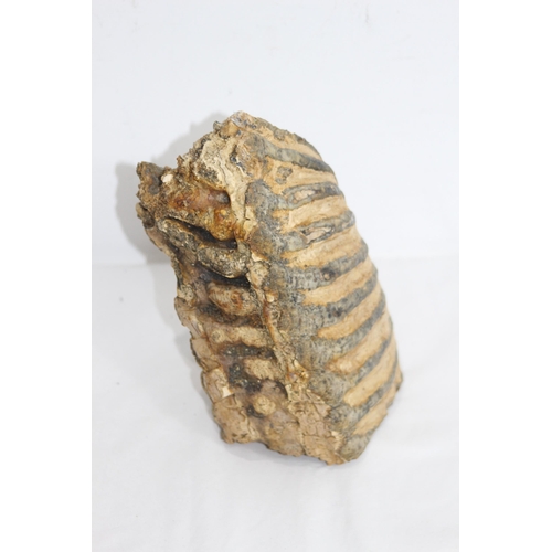 605 - PRE HISTORIC MAMMOTH TOOTH APPROX 2.7KG