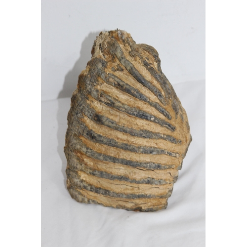 605 - PRE HISTORIC MAMMOTH TOOTH APPROX 2.7KG