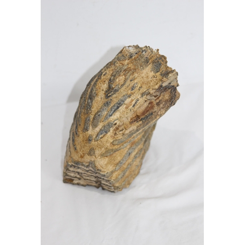 605 - PRE HISTORIC MAMMOTH TOOTH APPROX 2.7KG