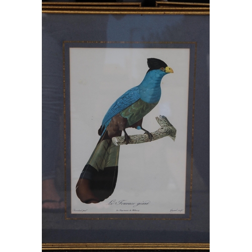 168 - 16 X COLLECTION OF VINTAGE EXOTIC BIRD PRINTS 
52 X 40CM