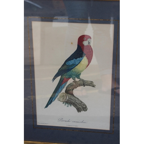 168 - 16 X COLLECTION OF VINTAGE EXOTIC BIRD PRINTS 
52 X 40CM