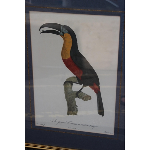 168 - 16 X COLLECTION OF VINTAGE EXOTIC BIRD PRINTS 
52 X 40CM